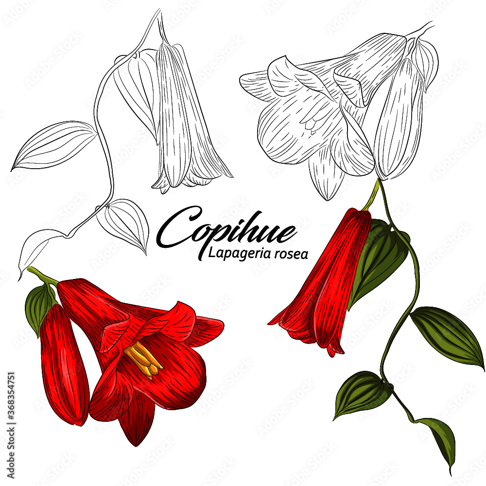 Copihue