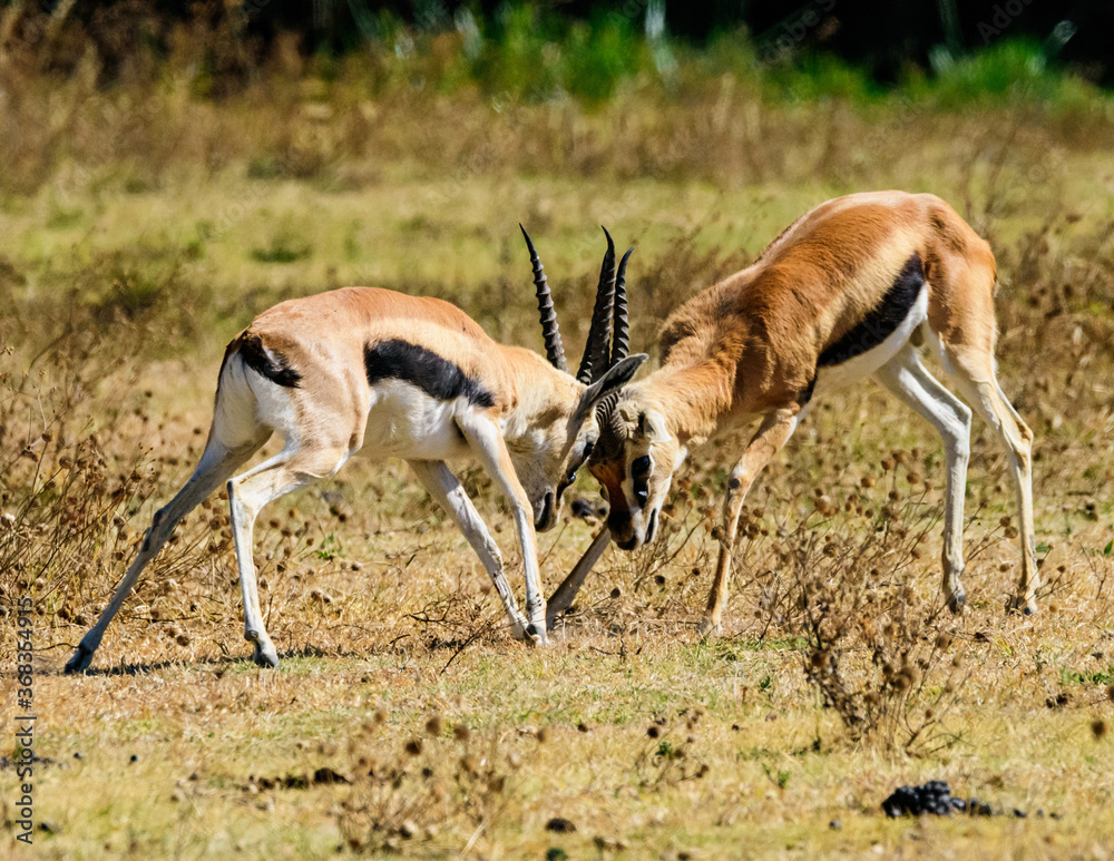 Springbok Antelopes fighting at Ngorongoro, Tanzania Springbok Antelopes fighting at Ngorongoro, Tanzania