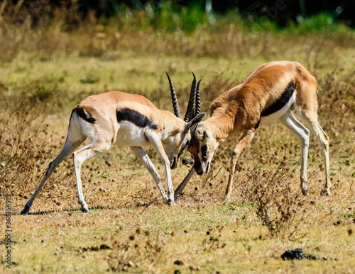 Springbok Antelopes fighting at Ngorongoro  Tanzania