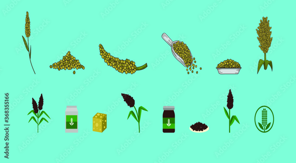 Great millet bicolor), or durra, jowari, milo, cereal crop