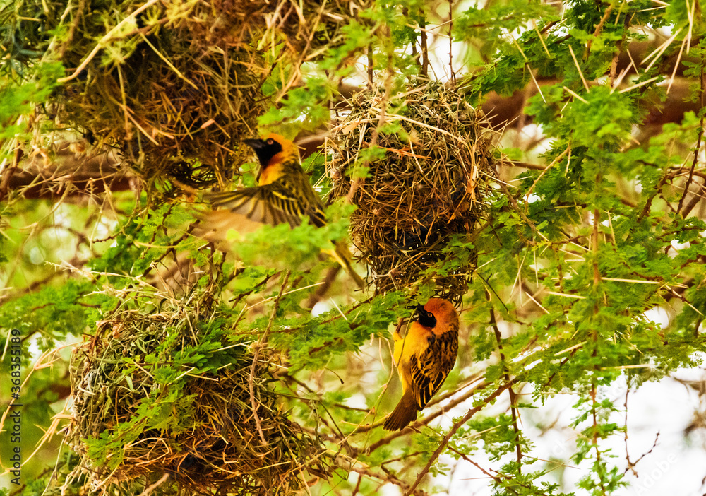 Southern masked weaver building nest, Kenya Southern masked weaver building nest, Kenya