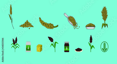 Great millet (Sorghum bicolor), or durra, jowari, milo, cereal crop. botanical vector illustration