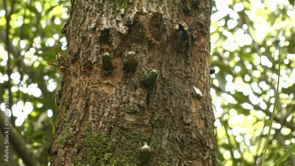 Group of insects feeding on a dead tree. Group of insects feeding on a dead tree.