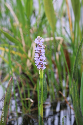 Purple pickerel in bloom photo