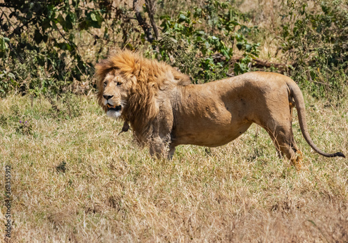 Fototapeta Naklejka Na Ścianę i Meble -  Male Lion at Ngorongoro, Tanzania