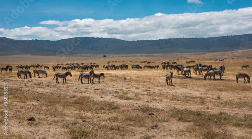 Zebra Herd at Ngorongoro, Tanzania © Betty Rong