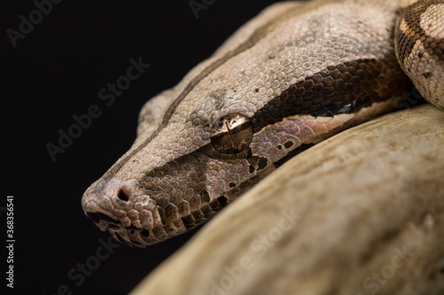Close-up Eye shot of Red-tailed Boa Constrictor