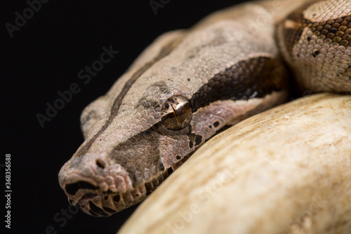 Close-up Eye shot of Red-tailed Boa Constrictor