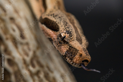 Close-up Eye shot of Red-tailed Boa Constrictor