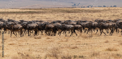 Wildebeest Herd Running at Ngorongoro, Tanzania