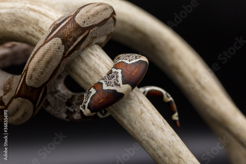 Close-up photo of Red-tailed Boa Constrictor tail
