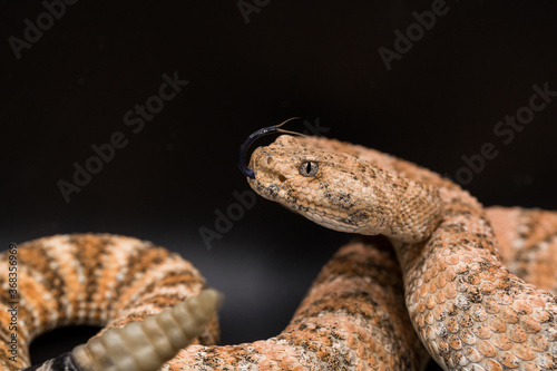 Speckled Rattlesnake posing with tongue out