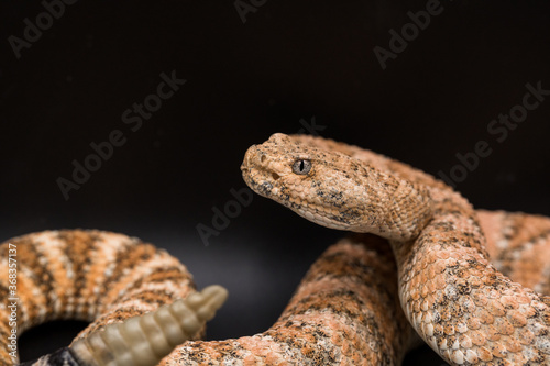 Speckled rattlesnake posing with tongue out photo