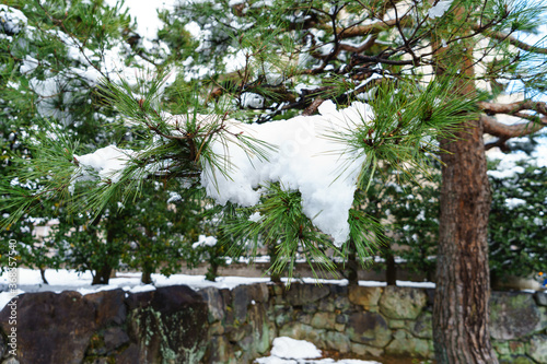 Snowy pine tree in winter.