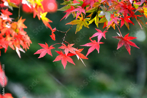 色鮮やかな楓の紅葉
