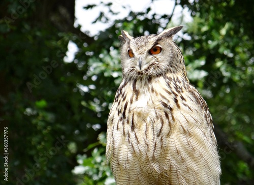 Eagle owl at Warwick Castle , UK