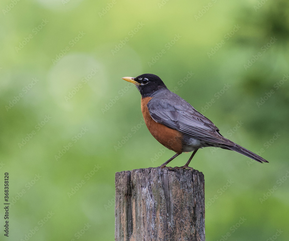 American Robin Perched on Wooden Post