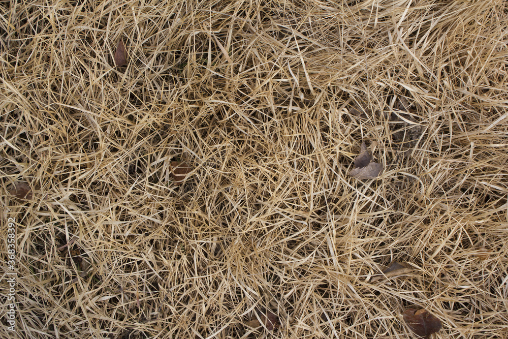 Dry grass land in winter.