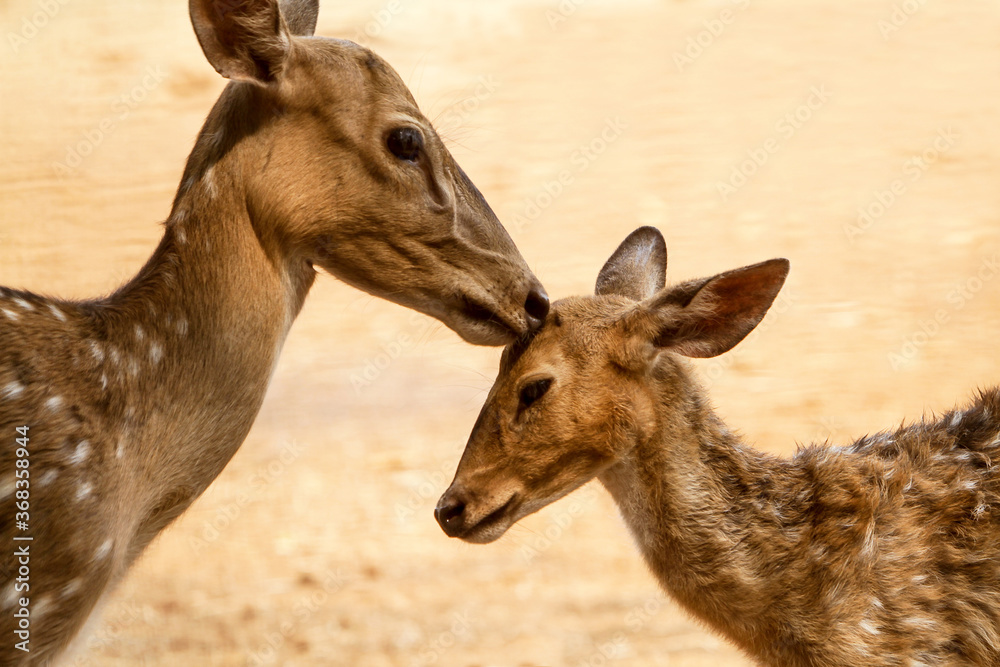 Fototapeta premium white tailed deer