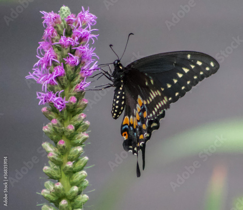 Black Swallowtail Butterfly on Purple Dense Blazing Star