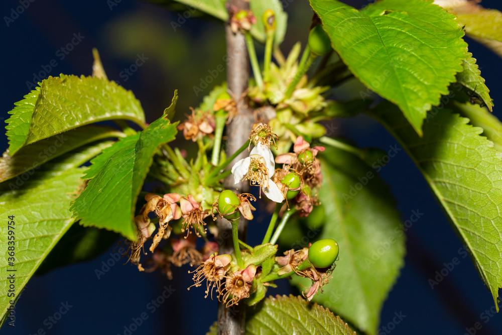 Fototapeta premium Faded cherry flowers, fruit ovaries. Spring development of the fruit tree. Branch with leaves.