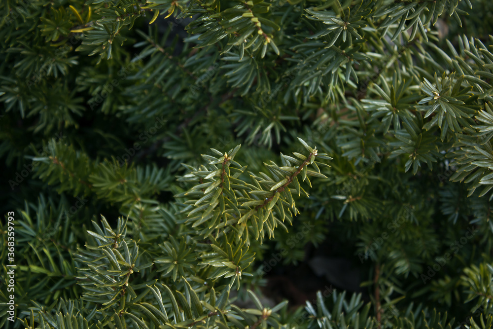 custom made wallpaper toronto digitalTaxus baccata close up. Green branches of yew tree(Taxus baccata, English yew, European yew).