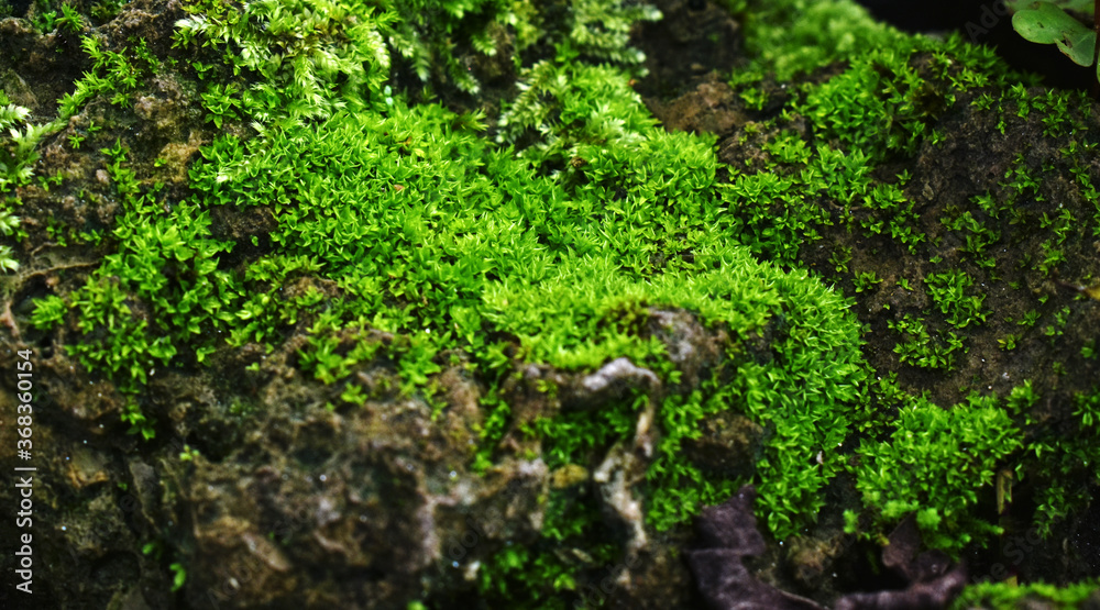 Moss and green leaves It occurs in humid and cool places.