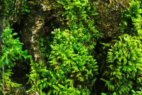 Moss and green leaves It occurs in humid and cool places. © Diamon jewelry
