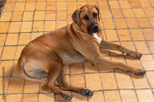 rhodesian ridgeback dog lying on the floor © PlataRoncallo