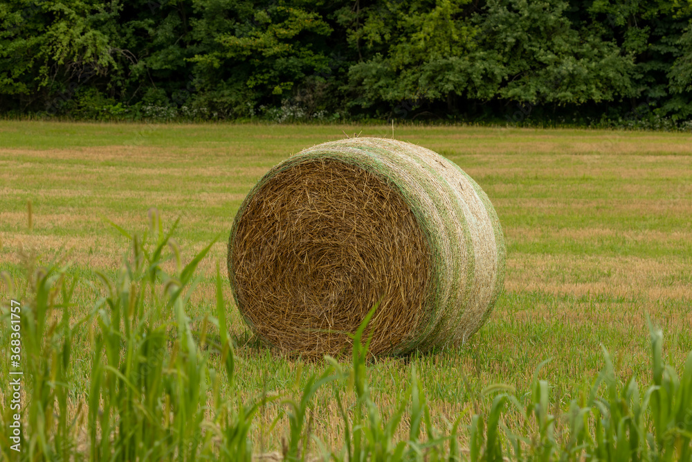The straw bales in the field after harvest The straw bales in the field after harvest