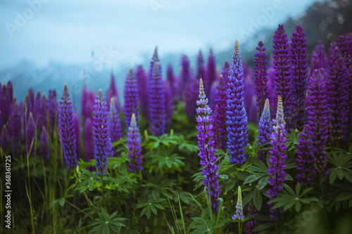 A gloomy landscape with a field of lupins in the mountains.