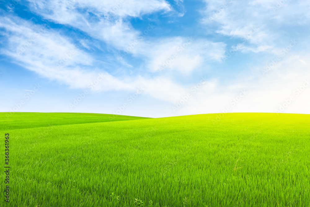 Field on green grass with blue sky on background. Field on green grass with blue sky on background.