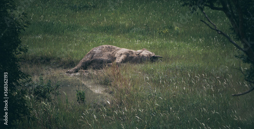 wildlife and forest, wild A...