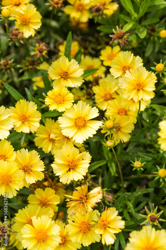 Coreopsis grown in the park