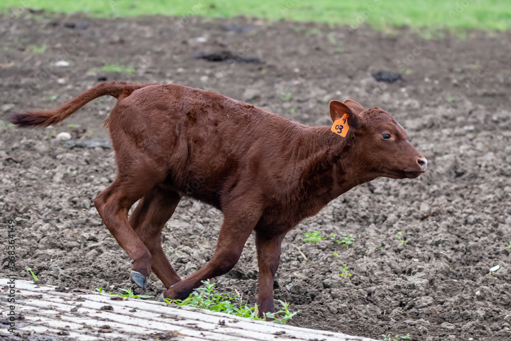 Red Poll calf running across a dirt lot