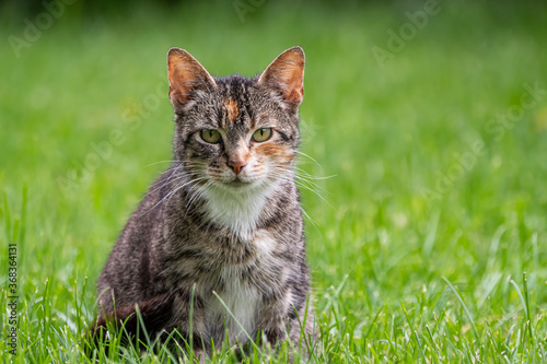 Gray and black tabby cat sitting in green grass