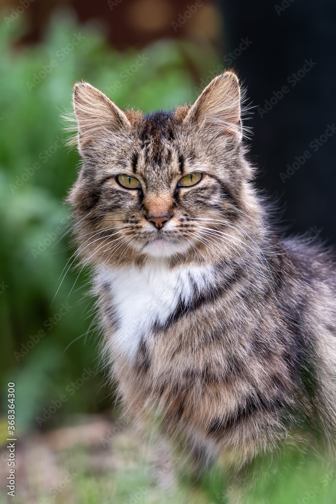 Fototapeta premium Portrait of a brown and black long haired tabby cat