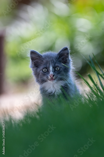 Small cute long haired gray kitten peering over green grass inn the forground with a blurred green background