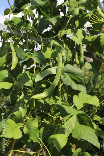 green beans growing on a bush in a sunny garden