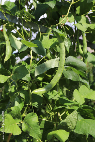 green beans growing on a bush in a sunny garden