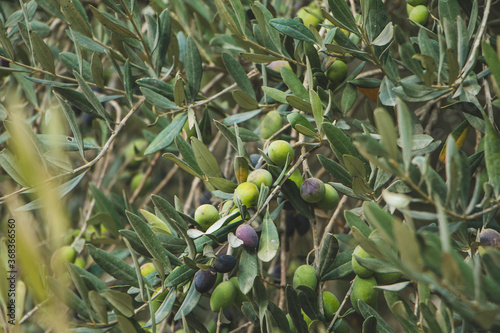 Olive Tree,  Nazareth Village - Israel 