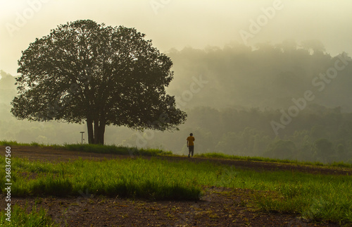lonely tree with man in the field on morning