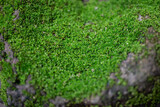 Moss and lichens occur in humid areas.