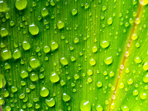 Morning dew on the leaves as a background