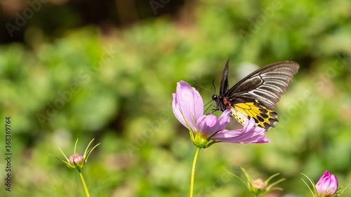 Butterflies and flowers that are naturally beautiful in the forest