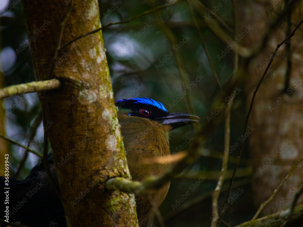 Naklejka premium Pajaro soledad o barranquero