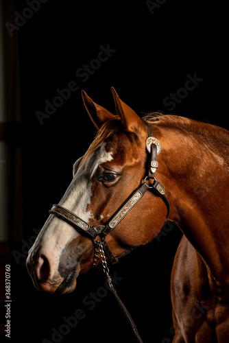 Portrait of bay horse with white blaze on black background next to a window, front side view, with years pointed forward in attentive look 