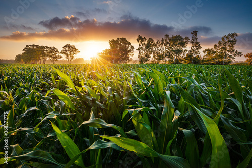 View of a corn field at the sunset
