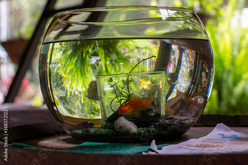 Foto fish in a fishbowl