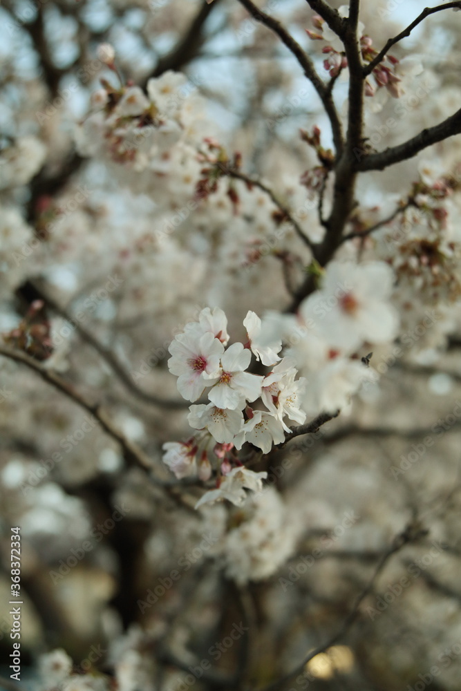 桜 桜